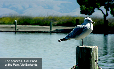 baylands preserve